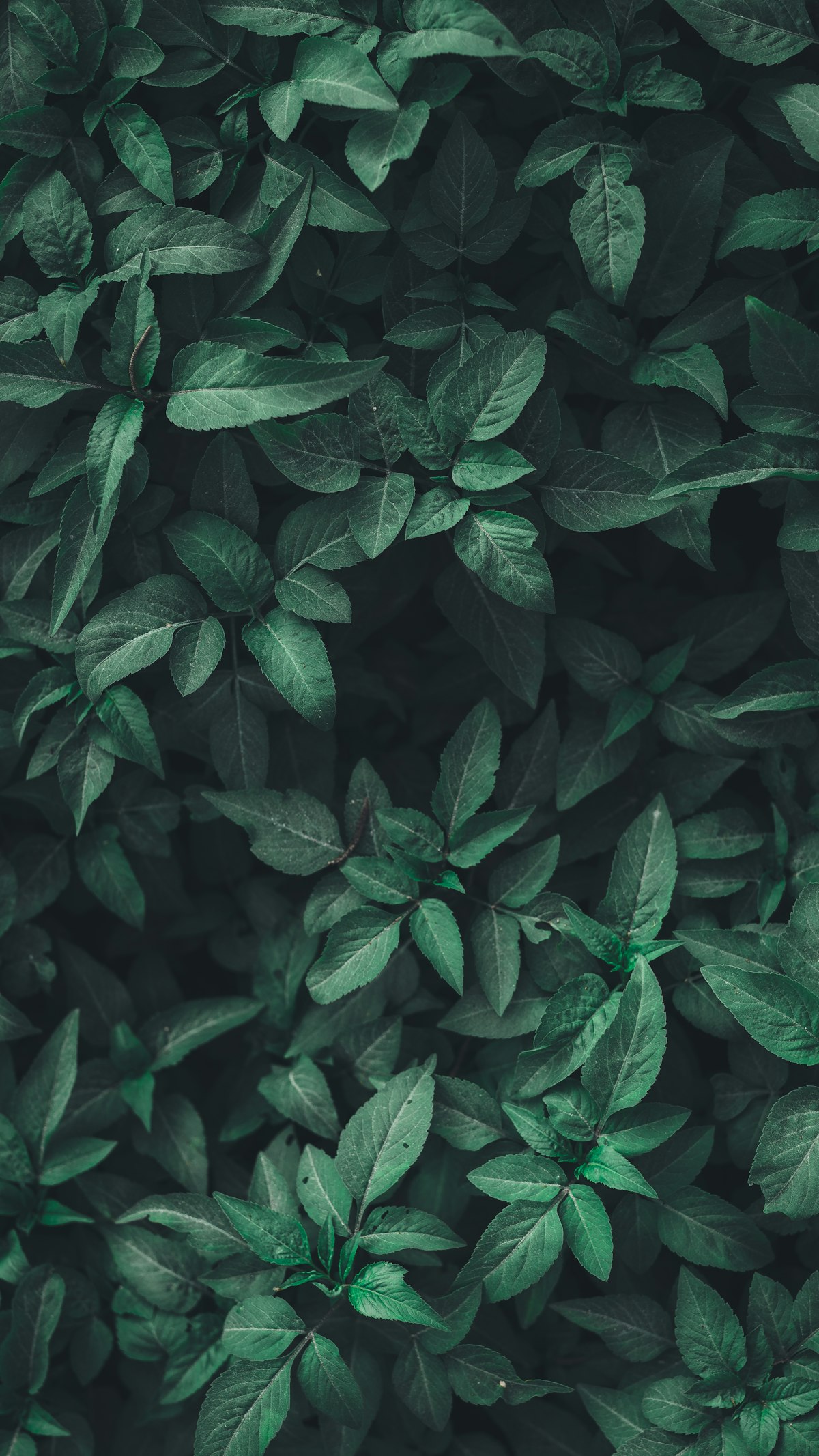 梅花易数起卦方法大全：七种实用起卦技巧详解